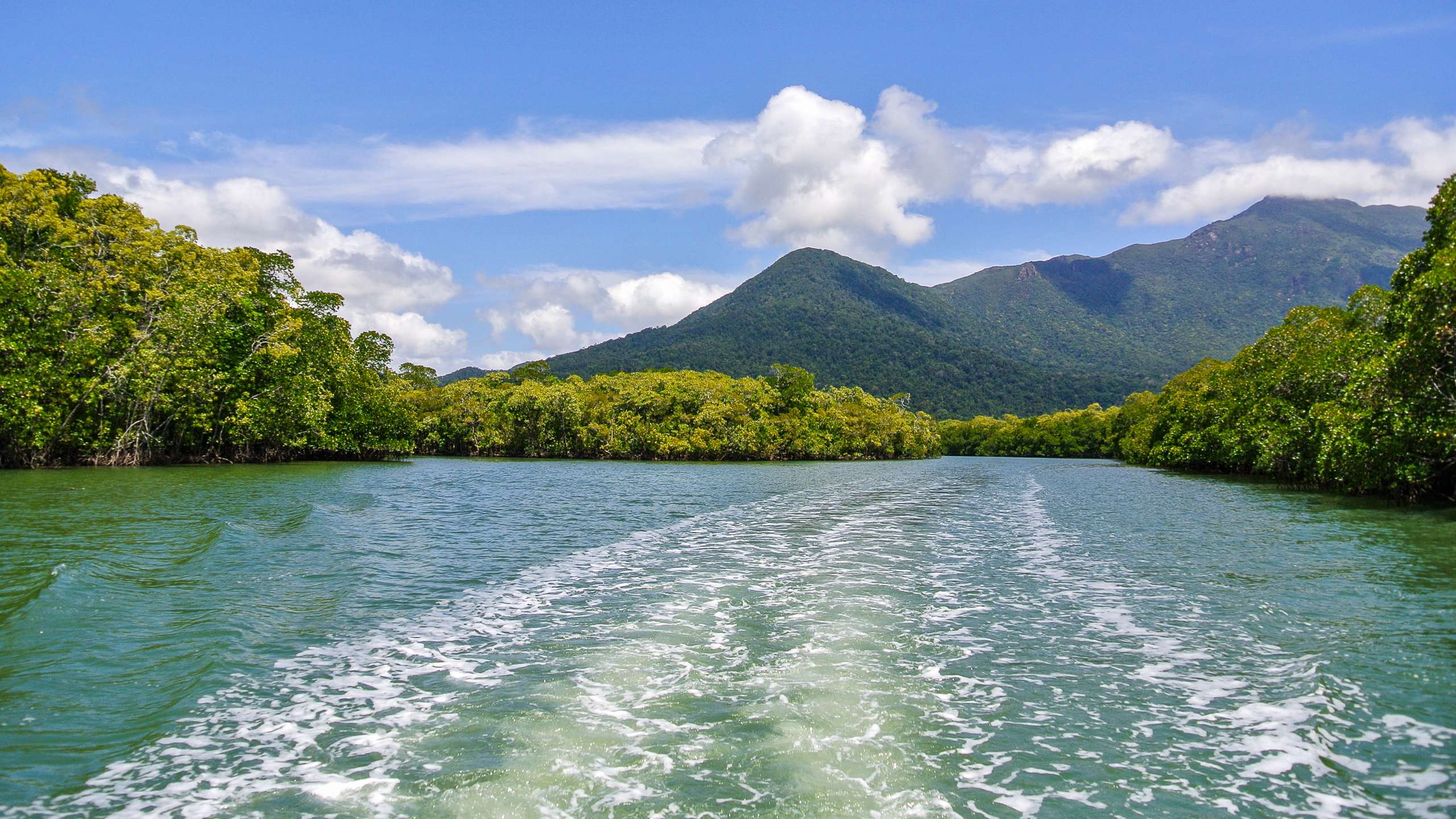 see crocodiles daintree river